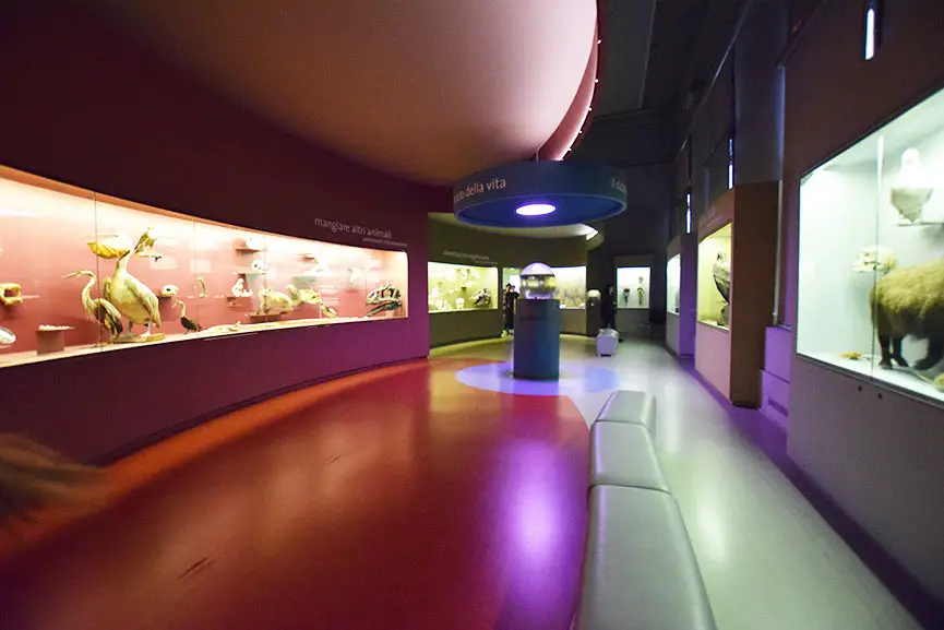Sala Predatori Museum f�r Naturgeschichte Venedig