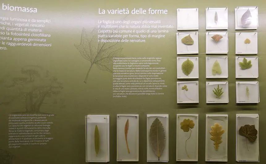 Exsiccata Museo di Storia Naturale Venezia