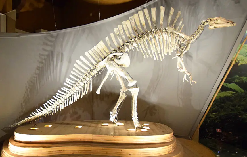 Ouranosaurus Nigeriensis Naturhistorisches Museum, Venedig