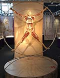 Exhibition Authentic Real Bodies Leonardo da Vinci Venice